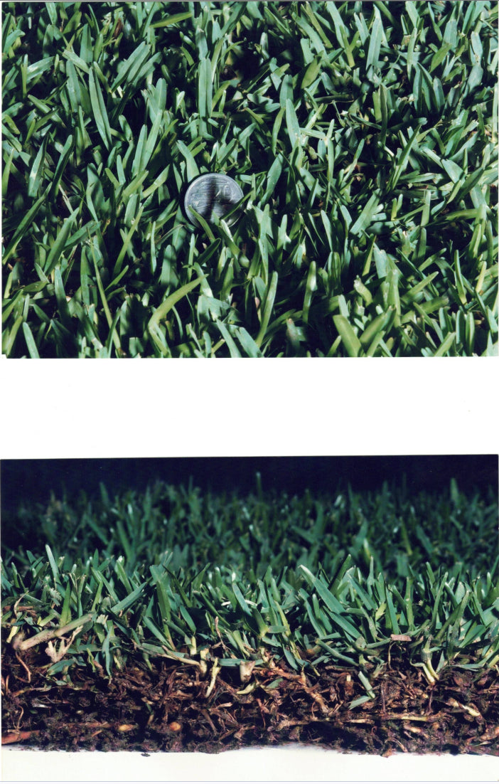 Sir Walter Buffalo Turf