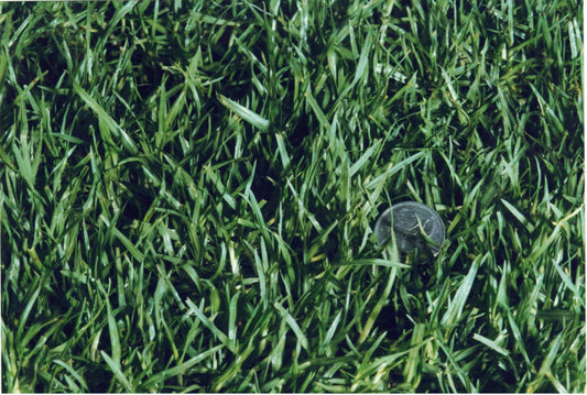 Kikuyu Turf