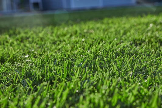 Sapphire Buffalo Turf