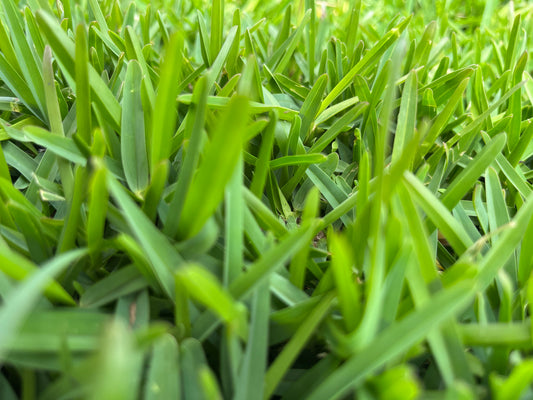 Sir Walter Buffalo Turf