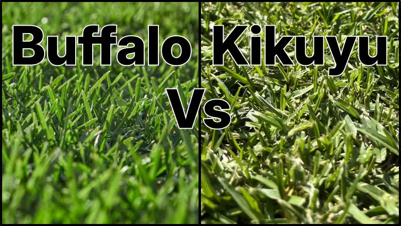 Kikuyu Vs Buffalo Grass