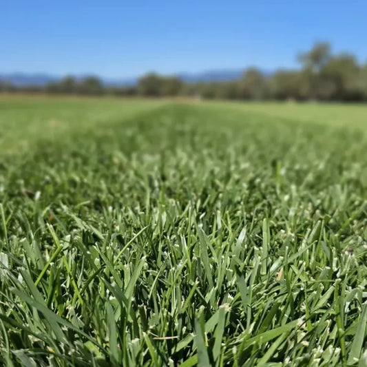 Why Turf n Go Should Be Your First Choice for Turf Supply in Sydney