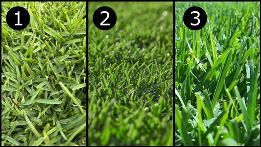 3 Types of Buffalo Grass – Which one is right for you?