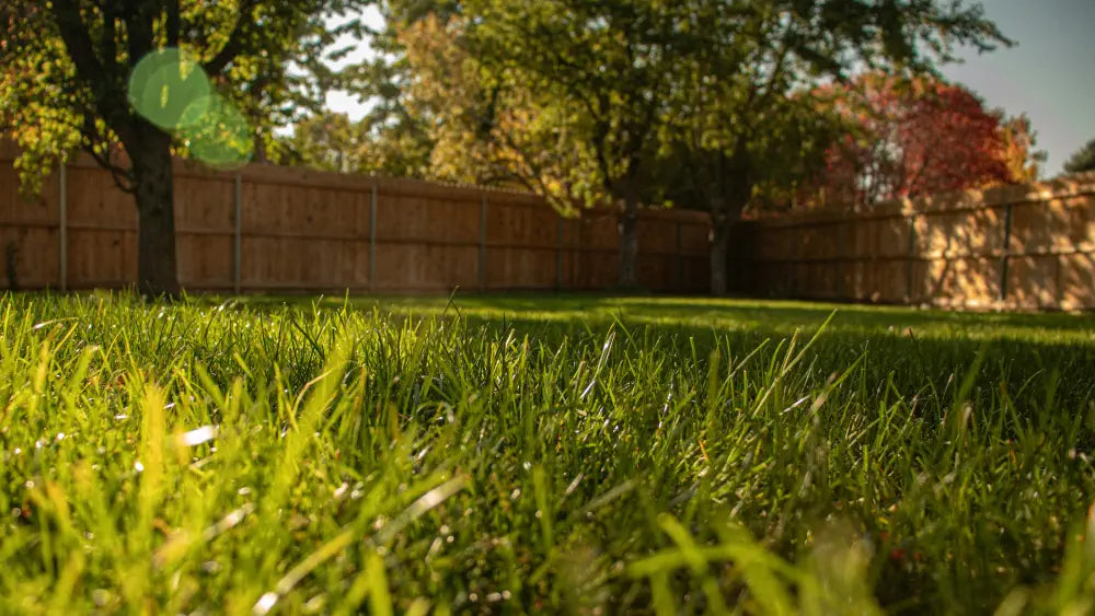 What is buffalo grass
