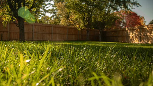 What is buffalo grass
