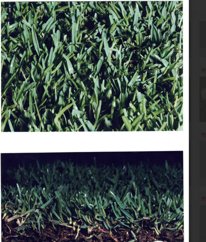 Sir Walter Buffalo Turf