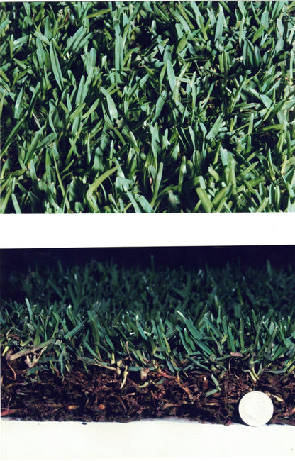 Sir Walter Buffalo Turf