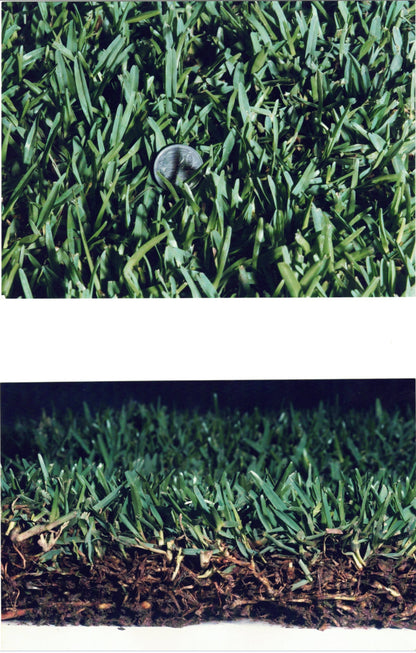 Sir Walter Buffalo Turf