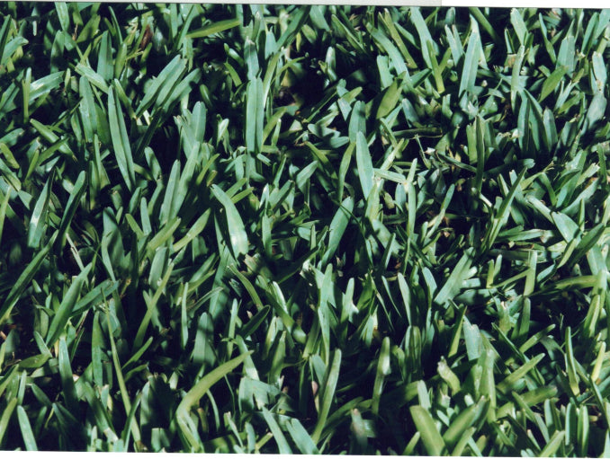 Sir Walter Buffalo Turf
