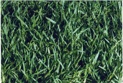 Kikuyu Turf