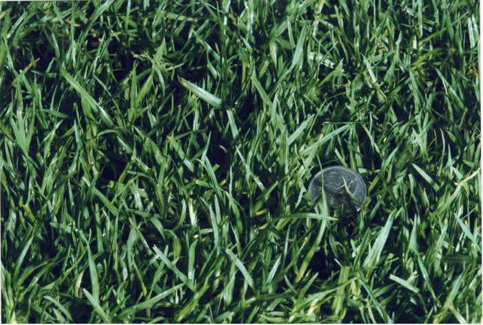 Kikuyu Turf