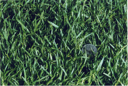 Kikuyu Turf