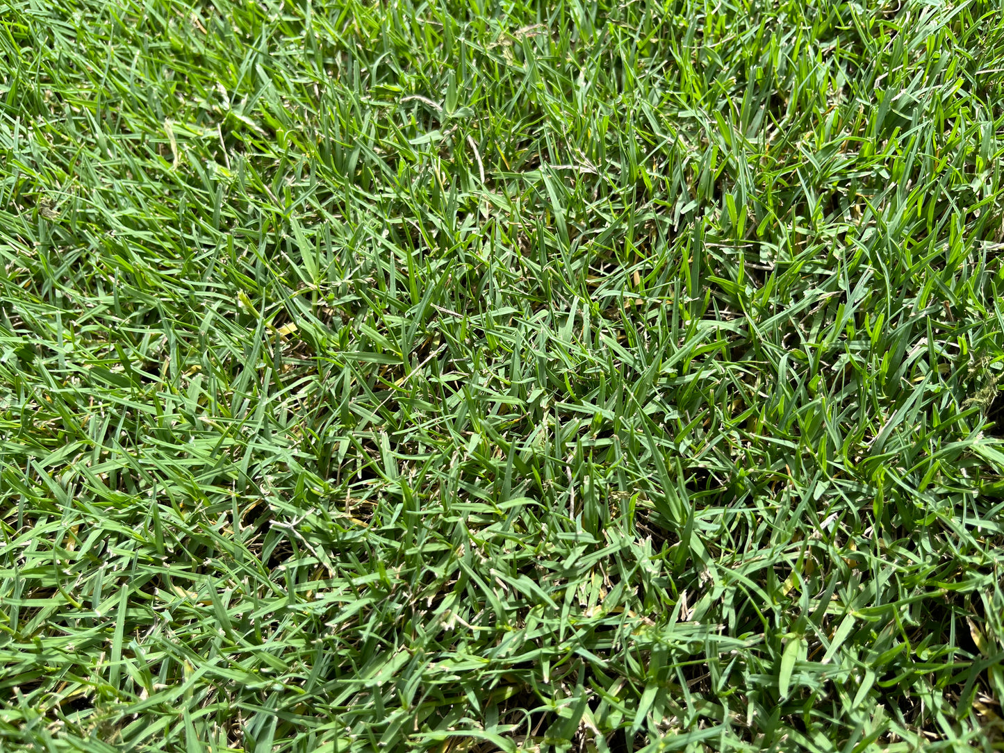 Augusta Zoysia