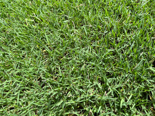 Augusta Zoysia