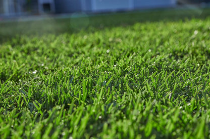 Sapphire Buffalo Turf