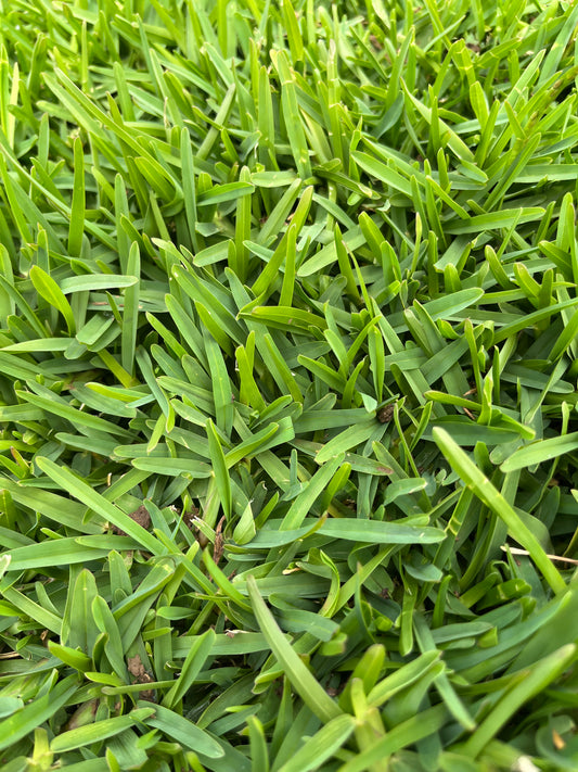 Sir Walter Buffalo Turf