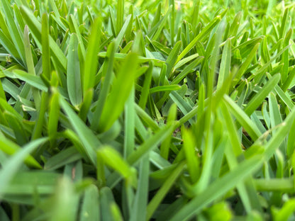Sir Walter Buffalo Turf
